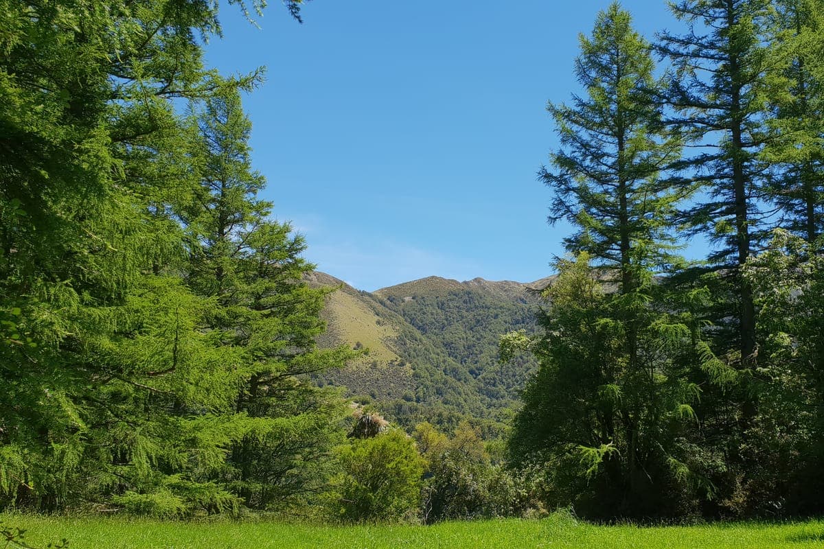 Awa Awa Rata Reserve
